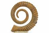 Early Devonian Ammonoid (Anetoceras) - Tazarine, Morocco #320850-2